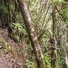 Plants: image 93 Of 208 Thumb